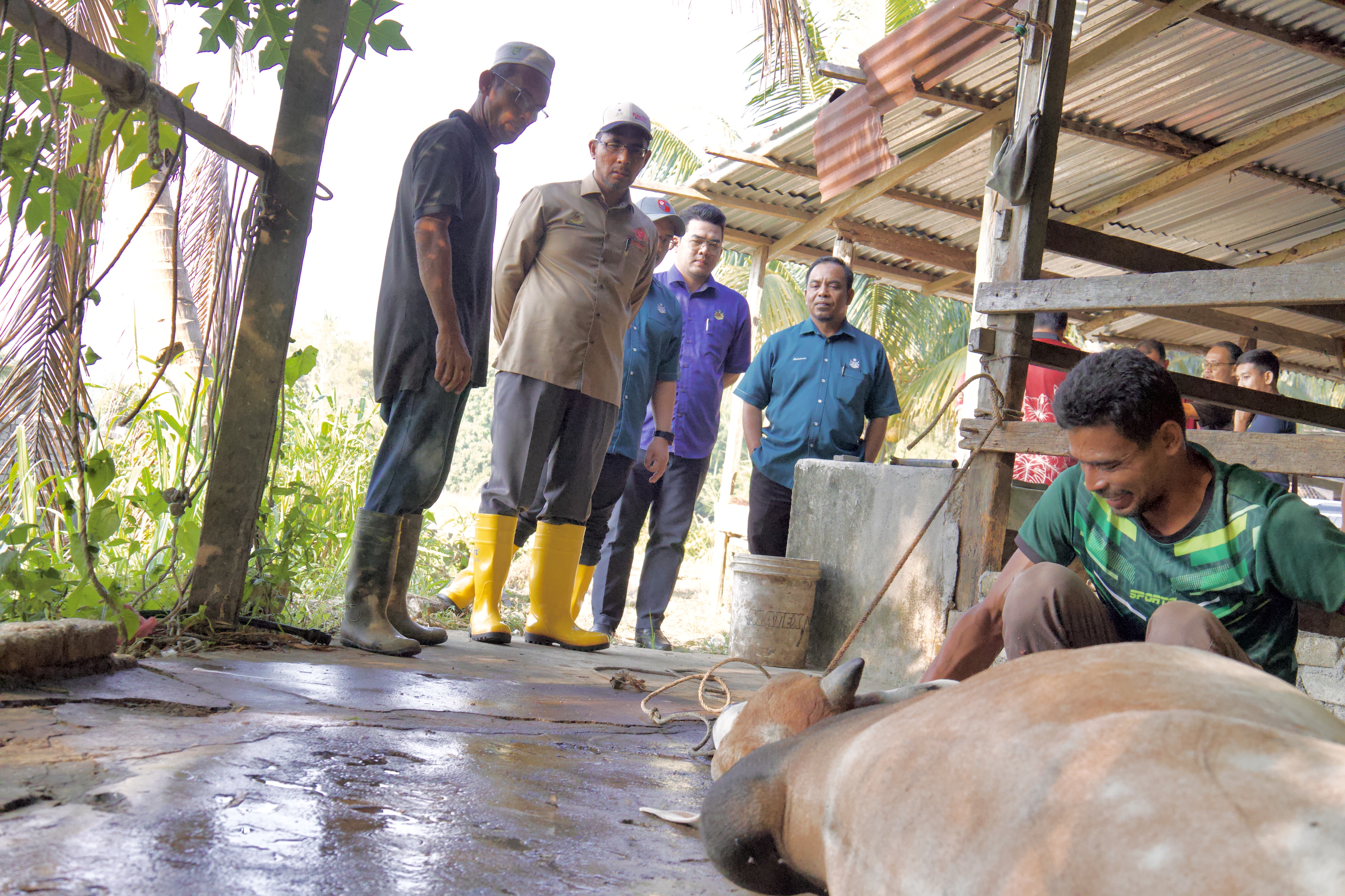 Rakaman gambar proses melapah lembu bagi Program Agihan Daging Lembu Kurniaan Kebawah Duli Yang Maha Mulia Sultan Muhammad V